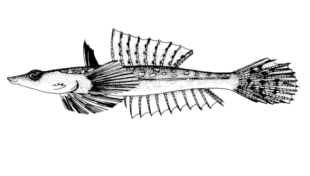 (Repomucenus) Род РЕПОМУЦЕНЫ 9 видов